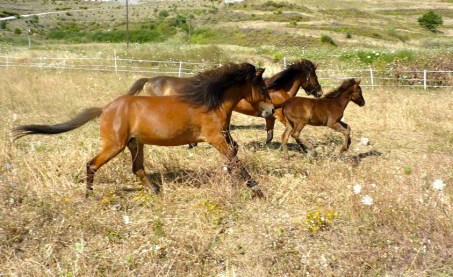 Summer 2012 Mares and foals 