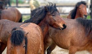 10923293_10153177875219828_6337395710844217469_n