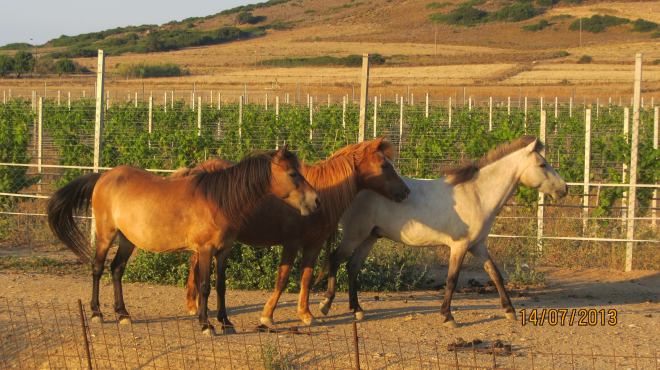 1085047_10153049672230277_367515175_o