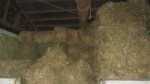Oat straw in the stable