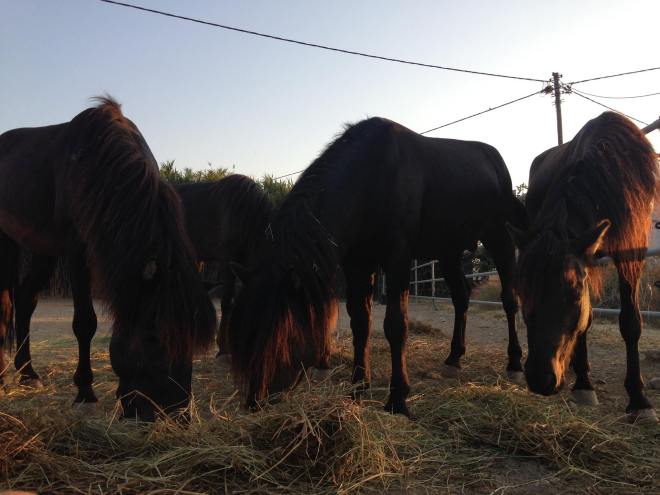 the boys relishing their hay