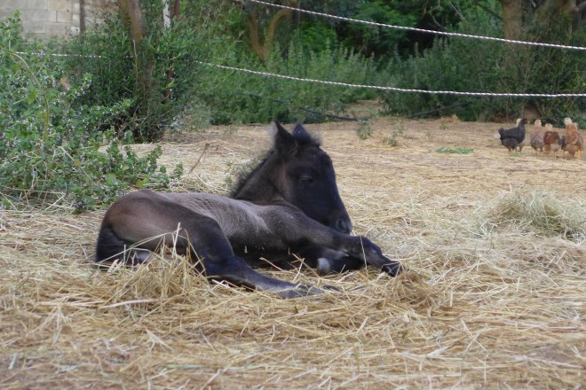 Baby Maya just born my grandaughter