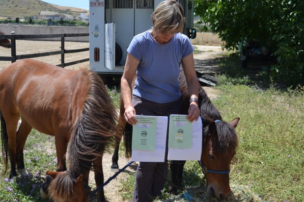 Historic news for the skyrian&nbsp;horse