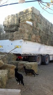 15401429_10211282733284093_1937972134_n